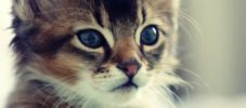 10 Dinge, die wir von Katzen lernen können
