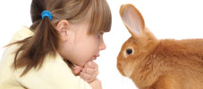 Haustier Kind Kaninchen